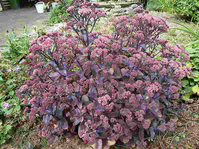 Sedum_Karfunkelstein_P10902081.jpg