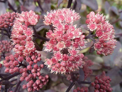 Sedum_Karfunkelstein_P10902091.jpg