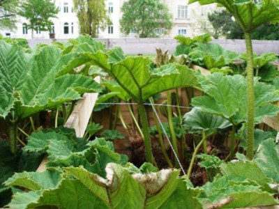 HBV_2005-04-15__-_gunnera.jpg