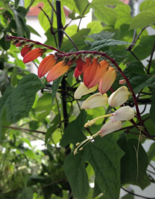 Ipomoea_lobata_08-2013_900x900_80KB.jpg