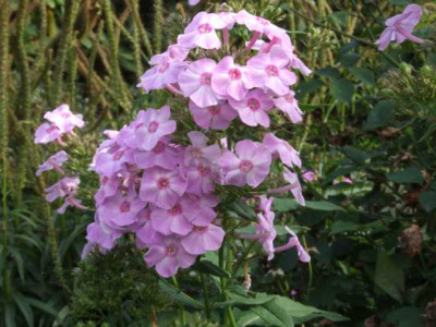 DSCF1256.JPG