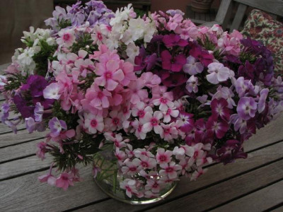 phloxvase-2013-08-23_011_3kk.jpg