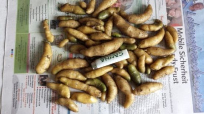 solanum_tuberosum_saemlinge_kartoffeln.jpg