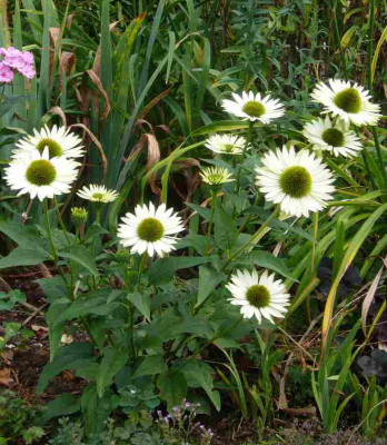 Echinacea-Virgin-13-2a.jpg