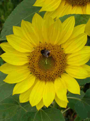 Sonnenblume-13-2a.jpg