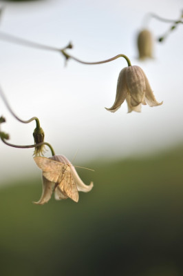 Clematis_Kaiu_August.jpg