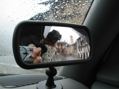 Reisehund_in_Ligurien_neu.jpg