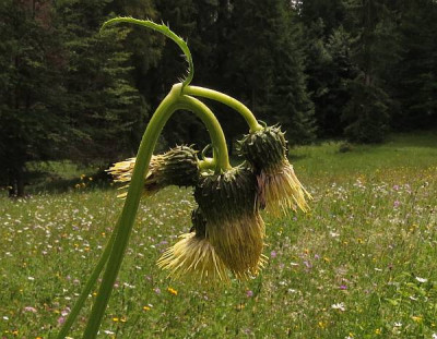 IMG_0736_Cirsium_erisithalis.jpg