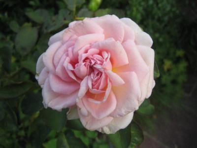 mme_wagram23-8-13_3_Klein.JPG