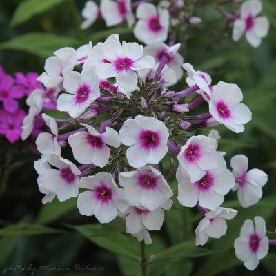 Flora_Hornung.jpg