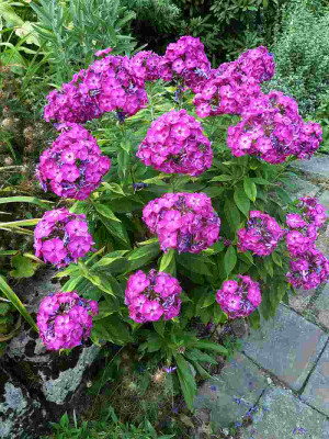 Phlox-Samling_1_P10901191.jpg