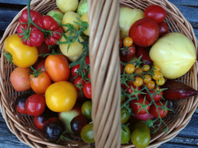 ernte_20130825_zg.jpg