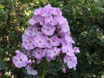DSCF1272.JPG