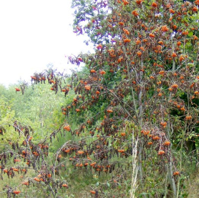 eberesche-verdorrt-250813.jpg