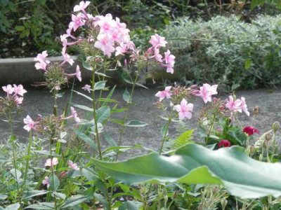 Phlox1.jpg