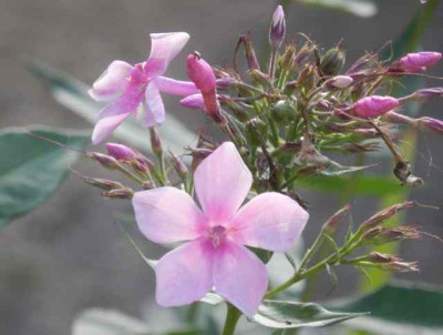 Phlox2.jpg