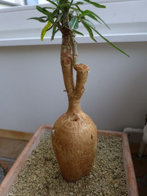 Adenium_somalense_fars_2013.jpg