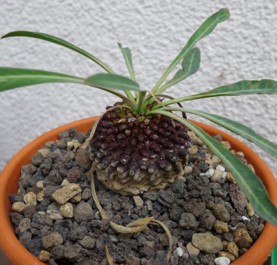 Euphorbia_bupleurifolia_fars_2013.jpg