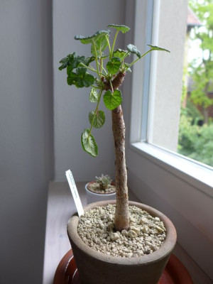 Pelargonium_cotyledonis_fars_2013.jpg