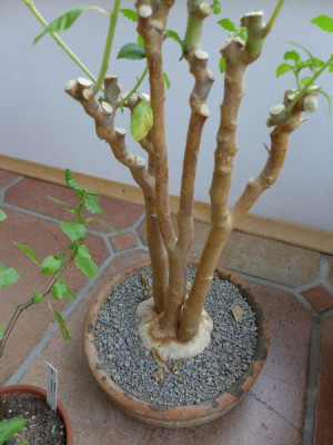 Dorstenia_zanzibarica_fars_2013.jpg