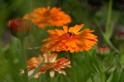 Calendula-Juli-1.jpg
