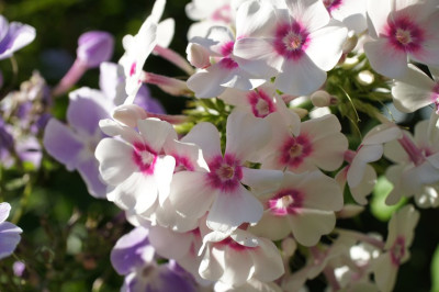 Spatsommerphlox.jpg