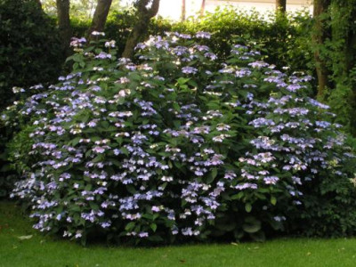 H_serrata_Bluebird_030705.jpg