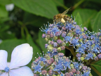 Blue_Bird_2_07_05.jpg