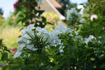Phlox_im_Senkgarten_1.jpg