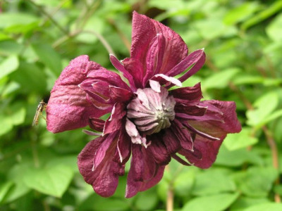 C_purpurea_plena_elegans.jpg