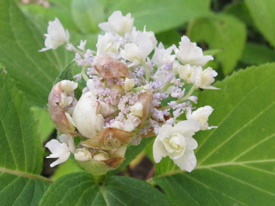 yoraku_tama_1_800x600.jpg