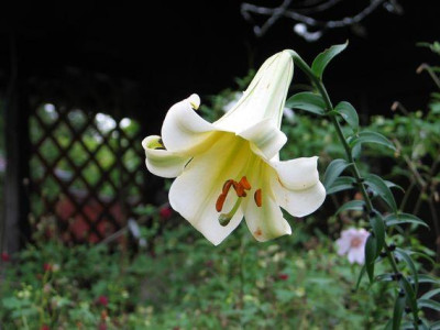 Lilium-sulphureum-winterhart.jpg