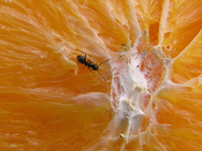 Orange-Juli-1.jpg
