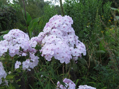 Phlox_errotendes_Madchen_130827.jpg