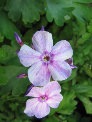Phlox_Grosa_130821.jpg