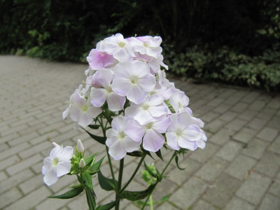 Phlox__Cool_Water_130827.jpg