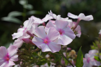 Phlox_im_Senkgarten_2.jpg