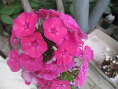 Duftet_sehr_130827.jpg