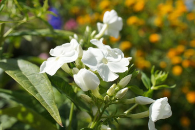 Phlox_im_Senkgarten_3.jpg