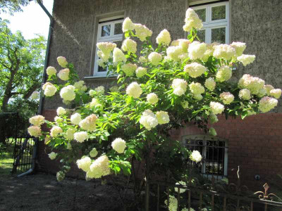 Hortensie_im_Altdorf_130825.jpg