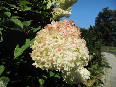 Hortensie_im_Altdorf_130825_Detail.jpg