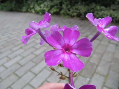 Phlox_Gesetzesauge_130827.jpg