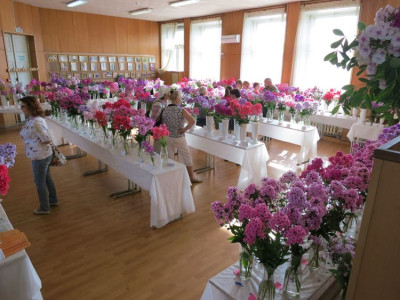 Phlox-Show_Moskwa_2013.jpg
