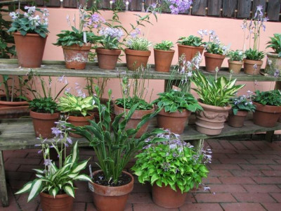 zwergige_und_kleine_hosta-2013-07.28_162kk.jpg