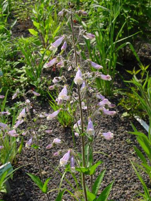 Penstemon_gracilis.jpg