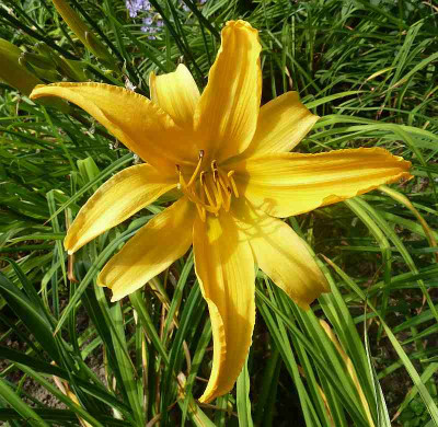 GT10-GA8f_Volcan_Fuego_X_Suzy_Cream_Cheese_P10902871.jpg