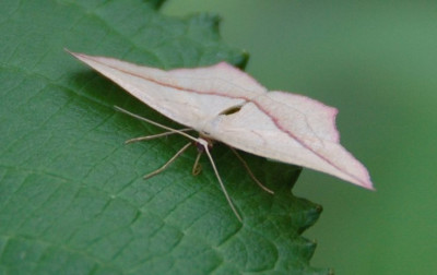 Timandra_comae_4299b.jpg