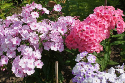 Schoener_alter_Phlox.jpg