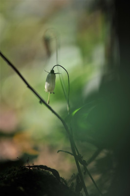 Adenophora_capillaris_August.jpg