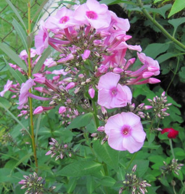 Phlox_Herbstwalzer_130829.jpg
